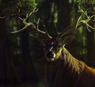 网站ddos隐藏源ip